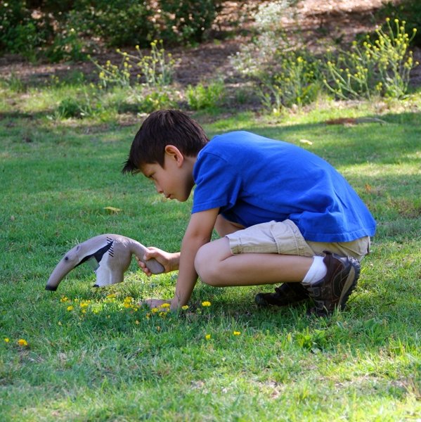 Exported American anteater sucker vacuum inhalation does not hurt small ants and small insects with observation magnifying glass