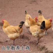 Temporary payment link Crowdfunding Pre-set notes for home-grown farming What do you want