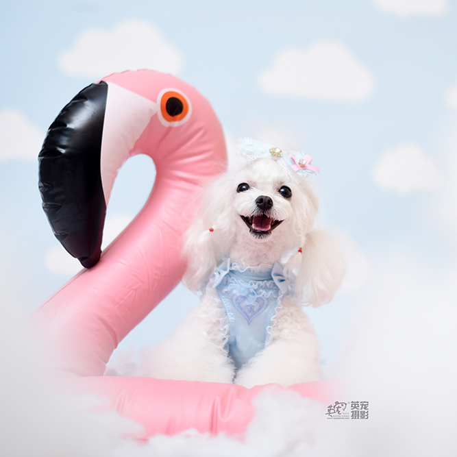 (English pet) senior photographer professional pet photography British cat dog rabbit mink photo Interior and exterior Beijing