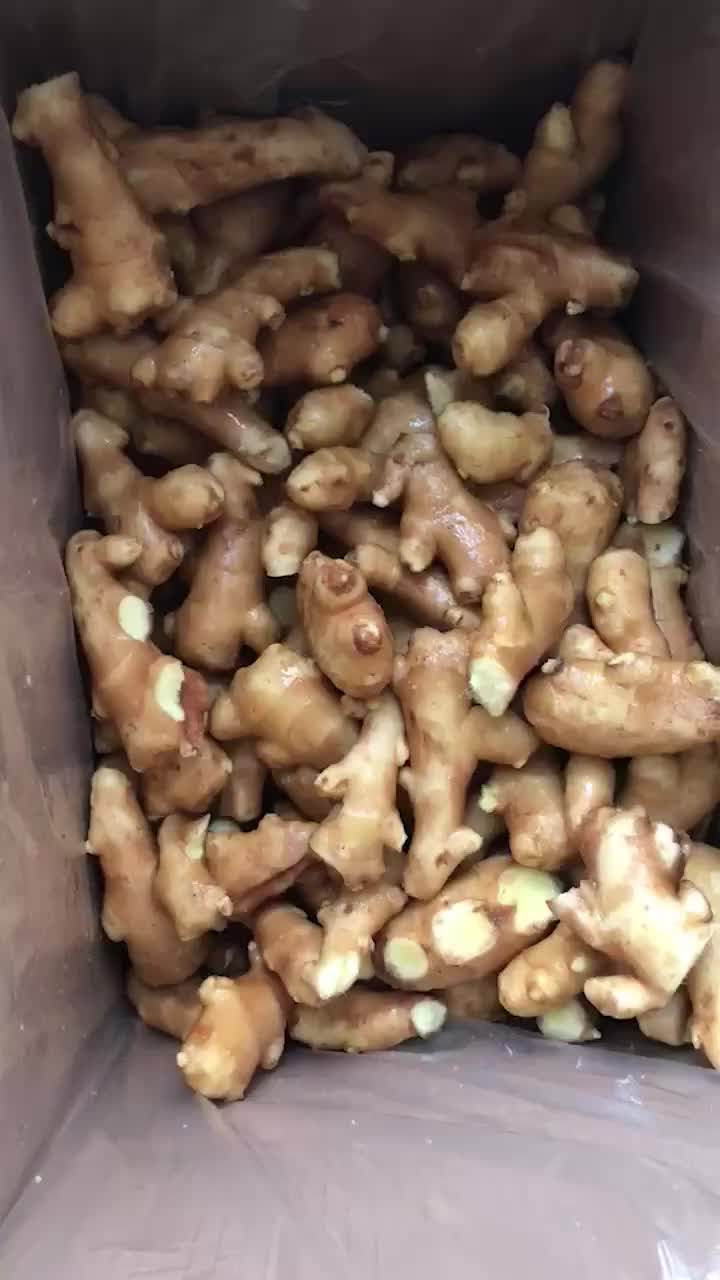 Dry Ginger Export Price Per Kg Buyers Of Fresh Ginger Buy Fresh