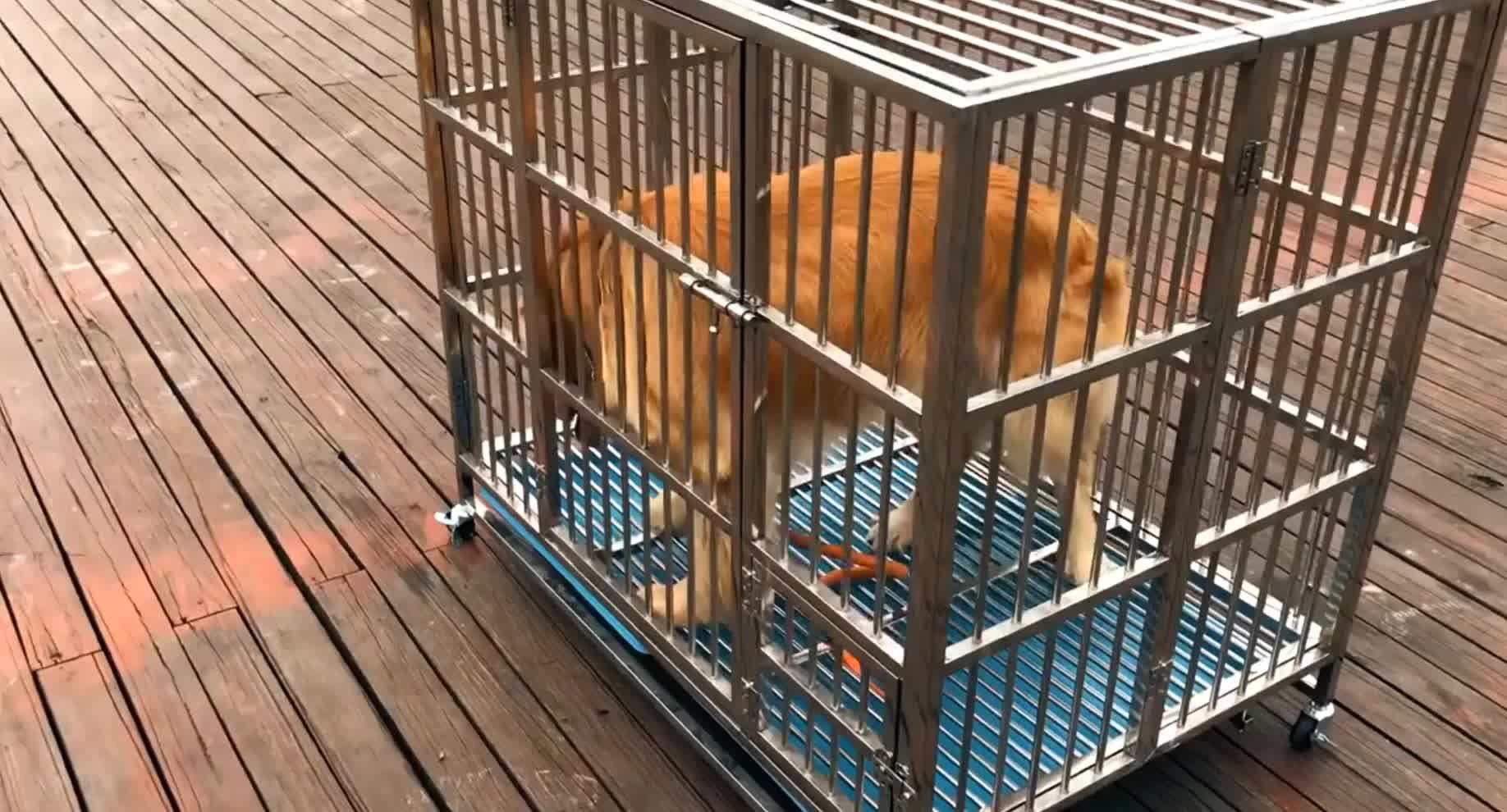 Veterinary Stainless Steel Dog Kennel Cage,Vet Equipment Animal Cages