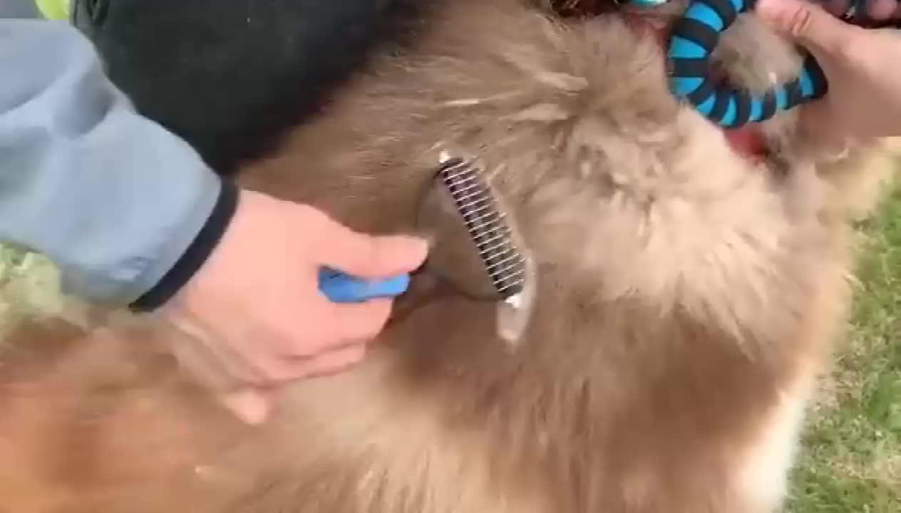 Deshedding Brush Pets Comb Removes Undercoat Knots Pet Grooming Tool