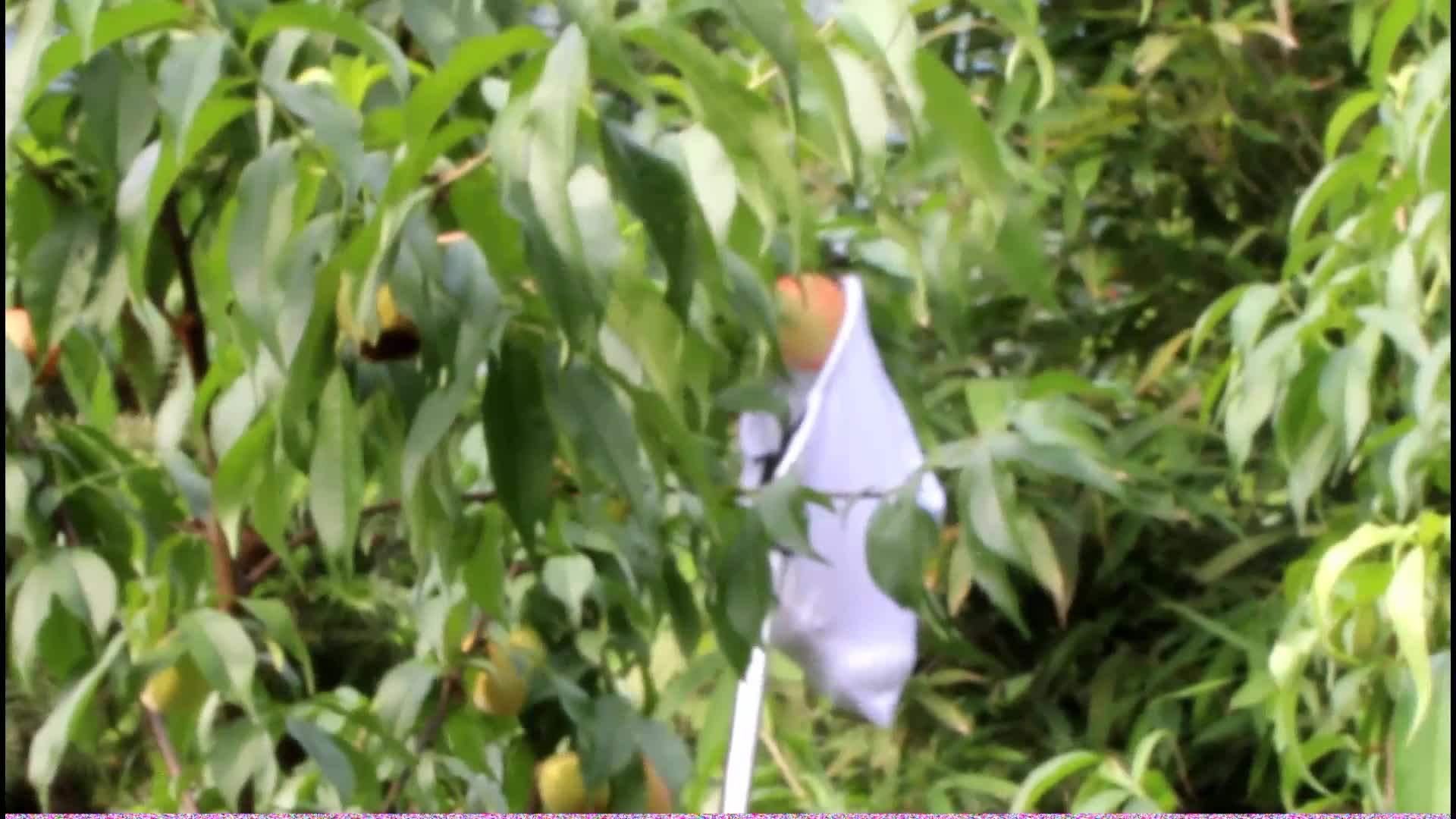 Amazon Bestseller Prodict Avocado Fruit Picker Head Professional Fruit