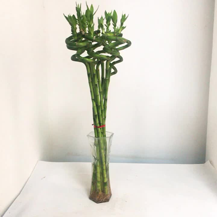 Artificial Bonsai Trees Natural Green Decoration Succulent Lucky Bamboo