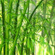 政竹竹具产品商城
