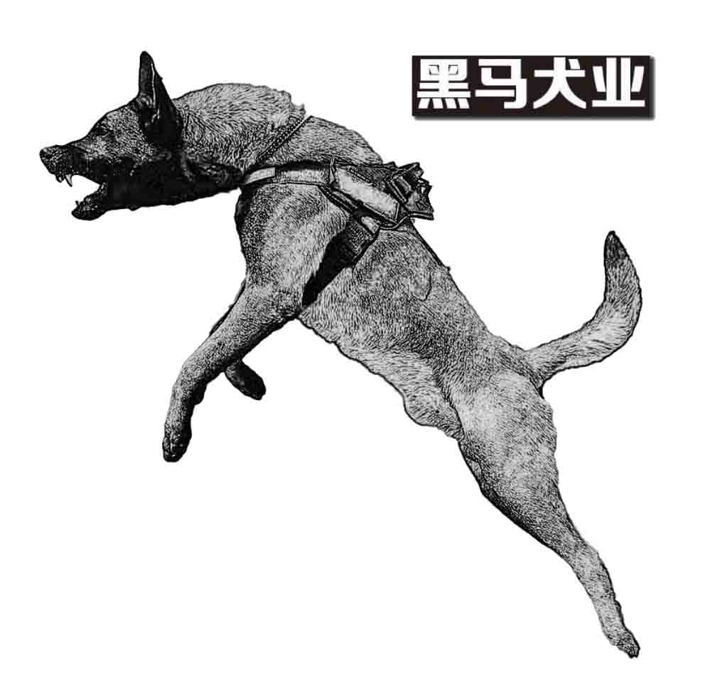 黑马犬业