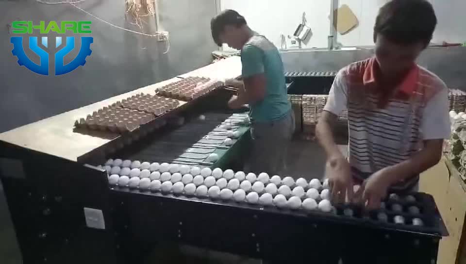 сортировщик яиц. машина для сортировки яиц. сортировка яиц на птицефабрике. волжская птицефабрика кострома. сортировщик яиц.