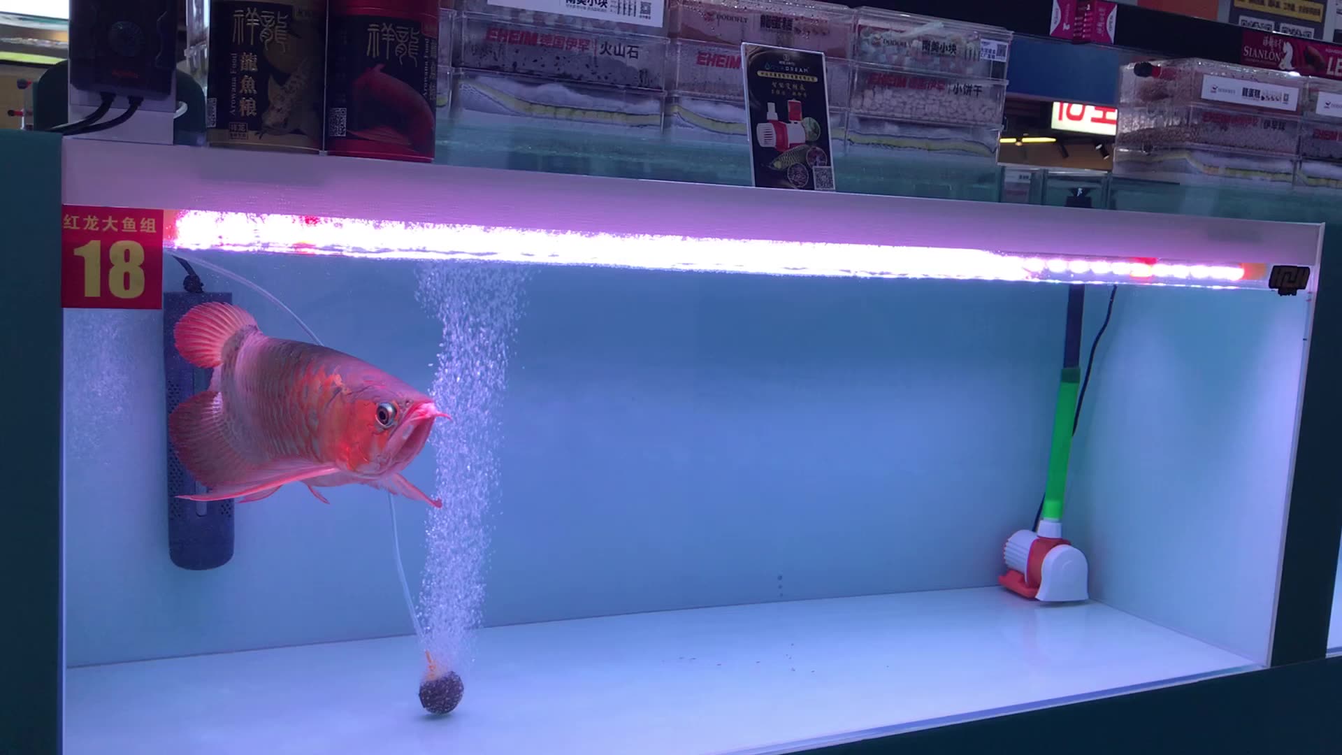 キ*ン様 Arowana Magical Light Series MAYIN Ma Yin Dragon Fish LED Lights - Brighten Your Tank