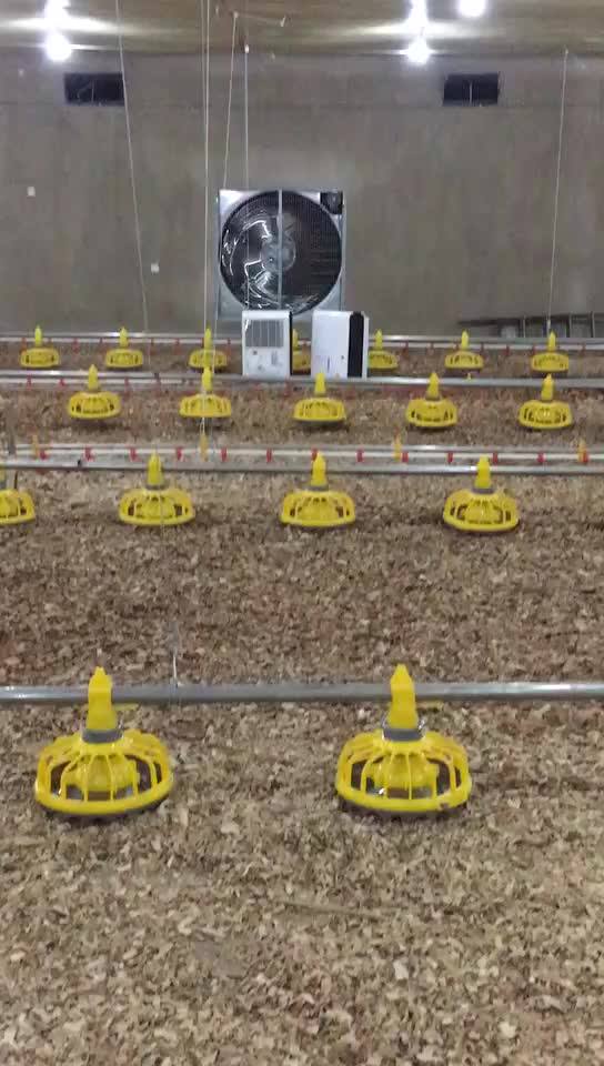 Pan Feeding System Broiler Flooring Ground Feeding Hot Sale Chicken