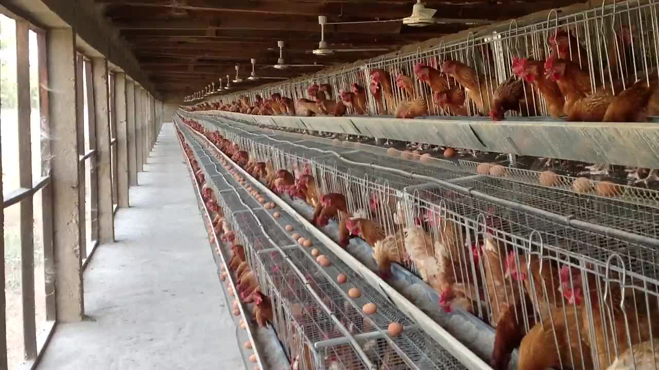 Download Chicken Cage A Type Poultry Farm Layer Eggs Chicken Cages ...