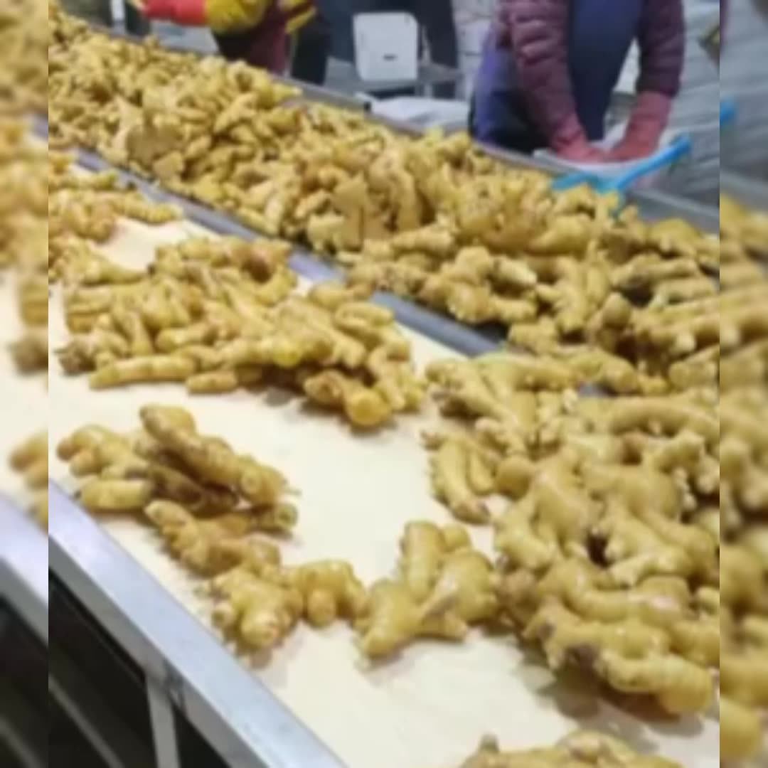 Fresh Dried Ginger Price Per Kg Dry Ginger Chinese Adrak Low Price New