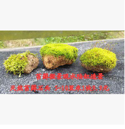 植乙