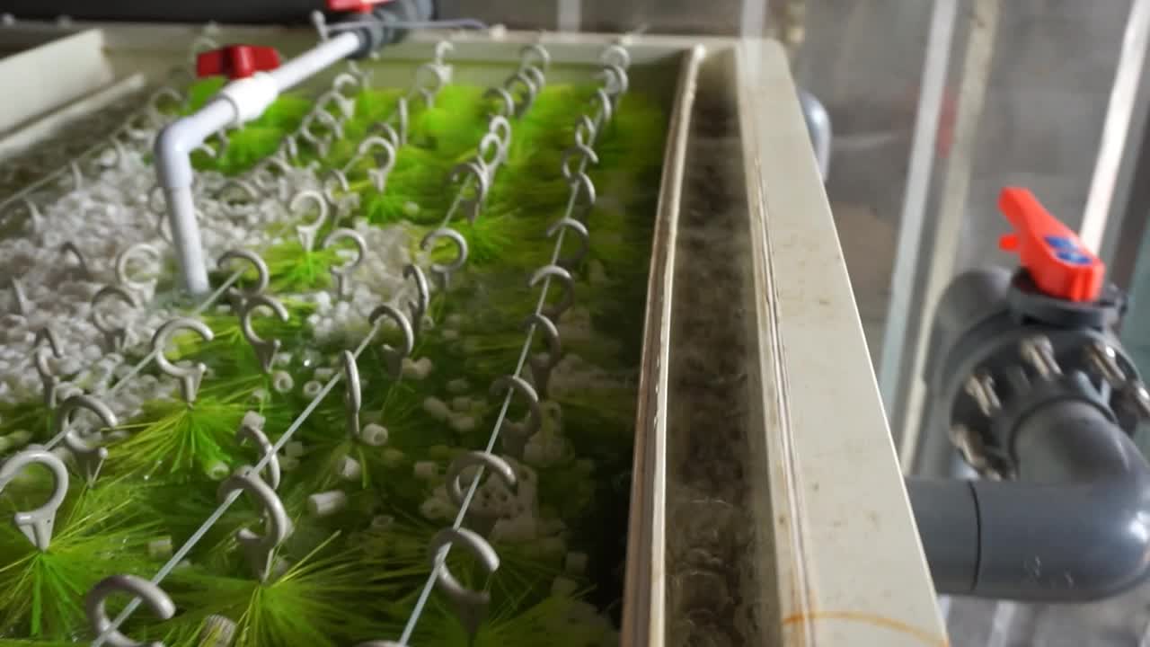 Ras La Cría De Pescado Mbbr Portador Biofiltro La Cría De Peces De Acuicultura La Acuicultura