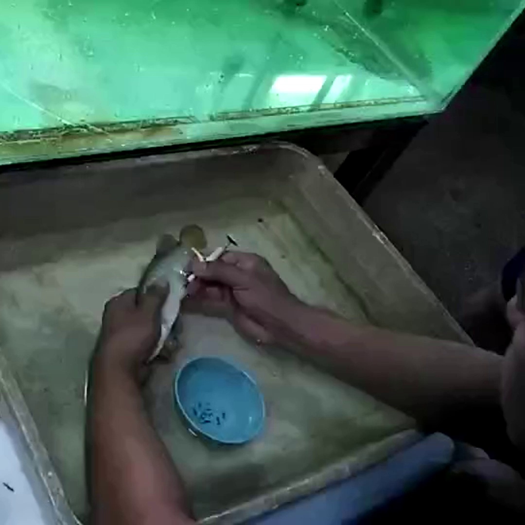 龙鱼养出高级感？此枚小玻璃管竟让我的鱼池变方式馆。