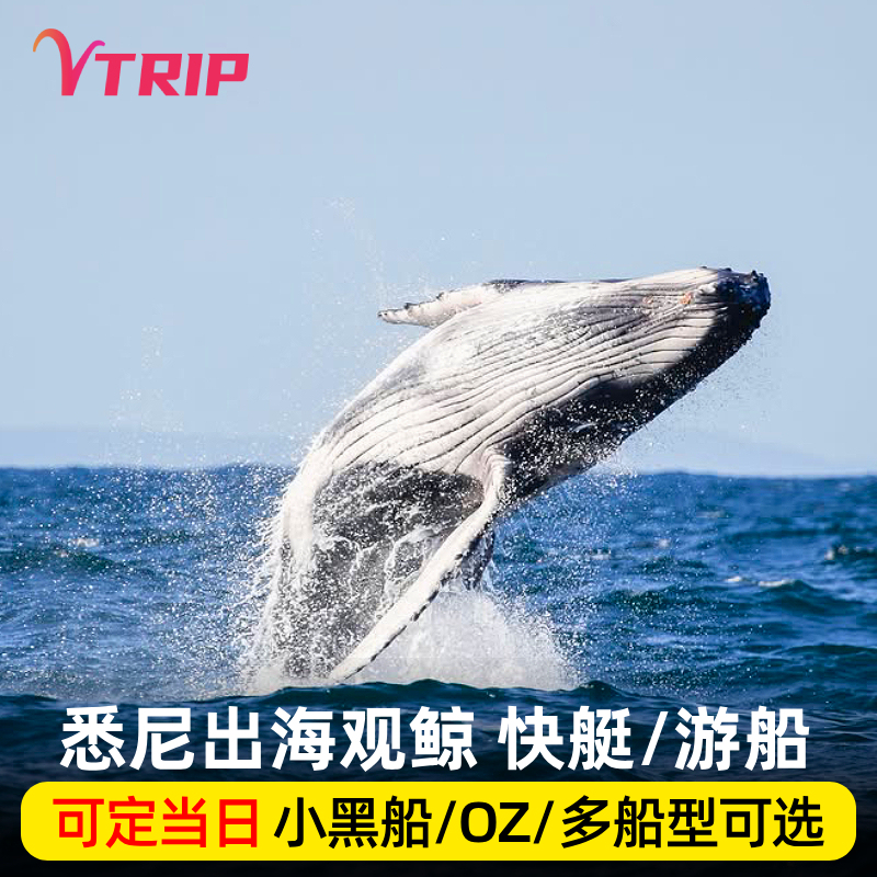 Official Direct Booking Vtrip Australia Tourism Sydney Whale Watching Cruise Little Black Boat Speedboat Circular Quay Official Direct Booking Vtrip Australia Tourism Sydney Whale Watching Cruise Little Black Boat Speedboat Circular Quay