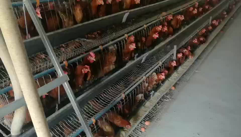 Chicken Farm Layer Cages For Sale In Zimbabwe With Turn Key Service Byh