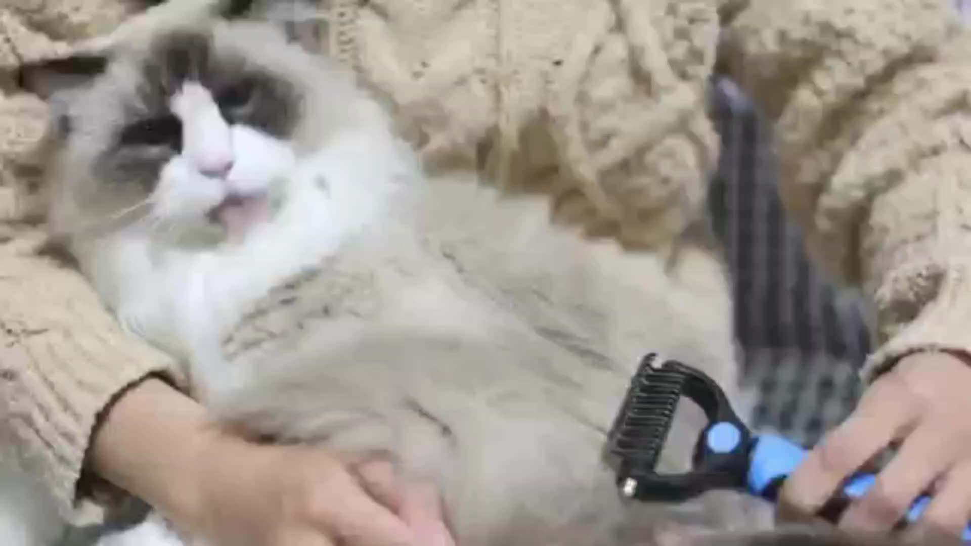 Pet Fur Knot Cutter Dog Grooming Shedding Tools Pet Hair Removal Brush