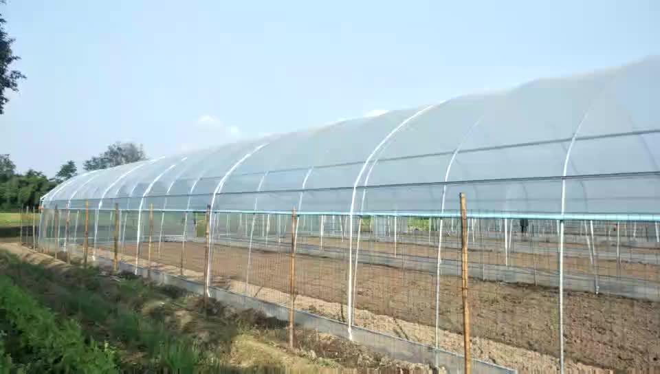 30 X 100 Poly Tunnel Greenhouse Plastic Sheet For Sale Buy Greenhouse