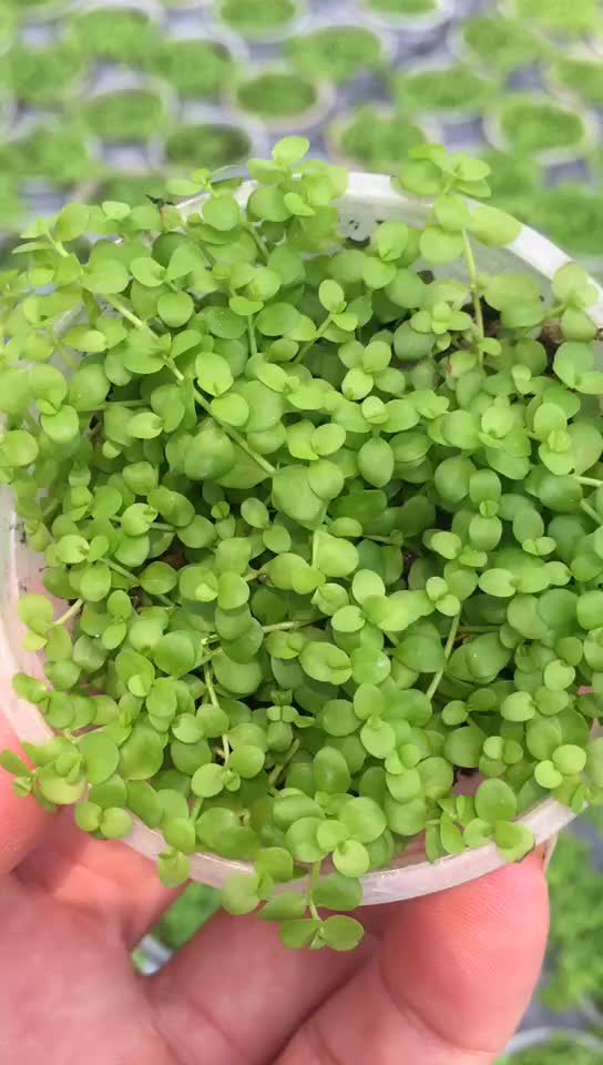 前景草合集迷你爬地矮珍珠造景装饰活体真水草光合水草 阿里巴巴