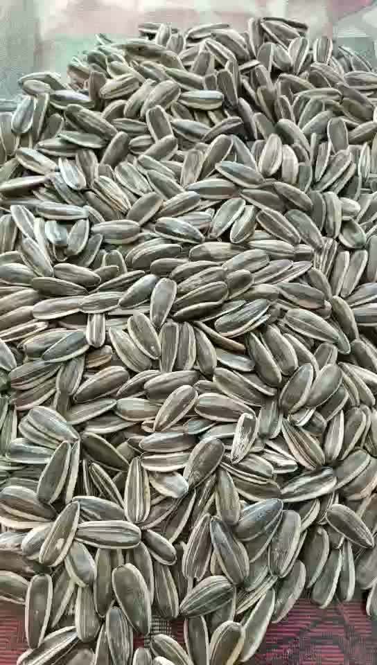 Chinese Origin Sunflower Seeds Of Long Shape Buy Sunflower Seeds,Sunflower Seed,Sun Flower