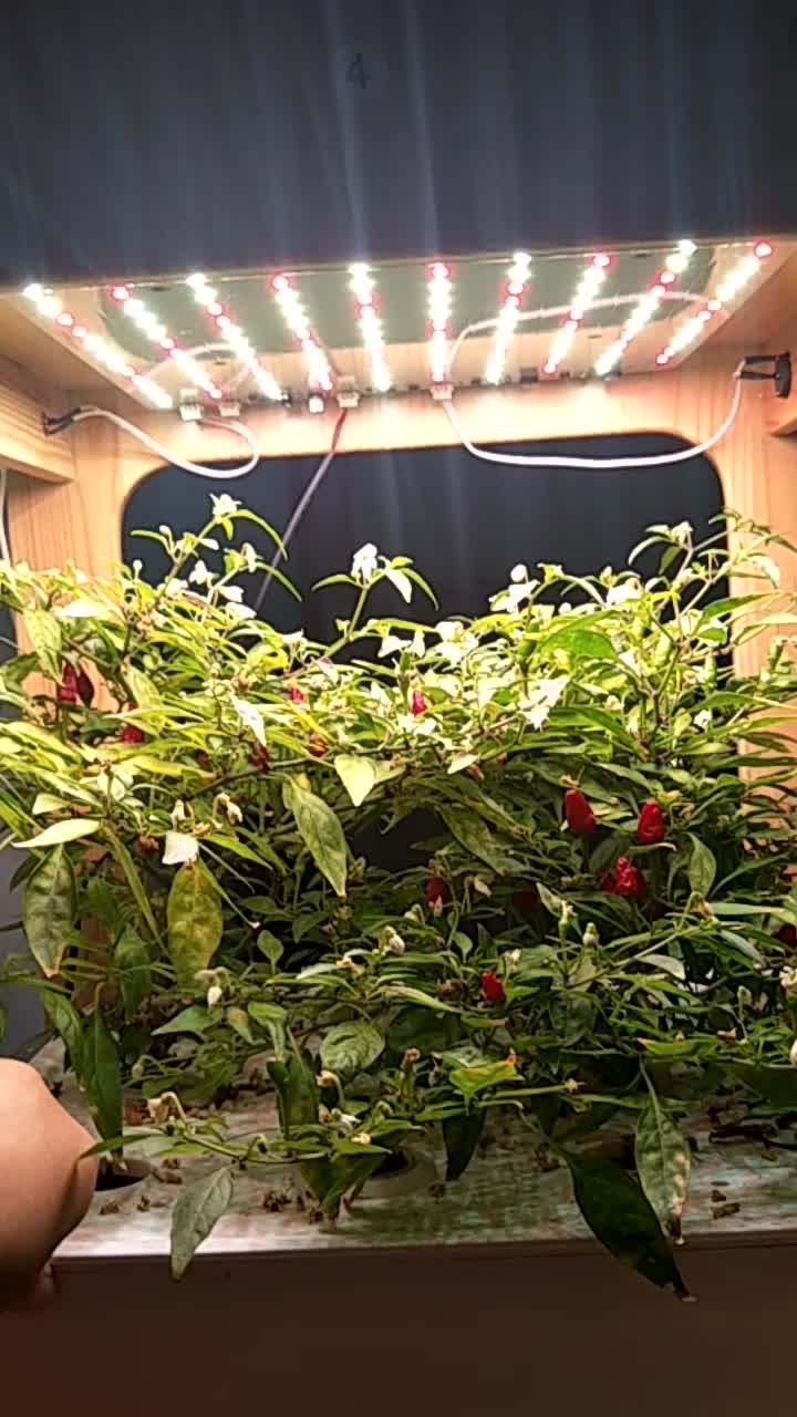 Automatic Container Hydroponic System For Growing Strawberry&vegetable