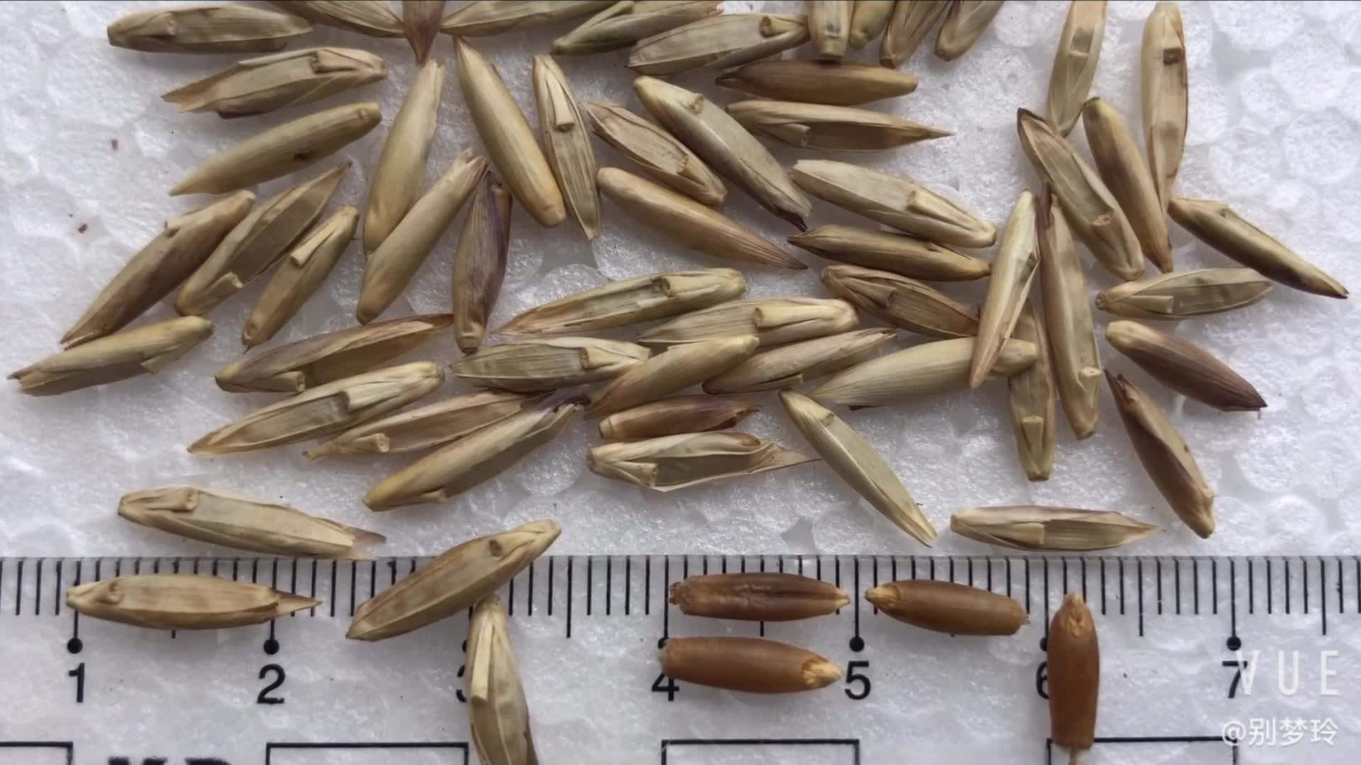 Solid Bamboo Seeds Bambusa Longinternode For Commercial Plantation From