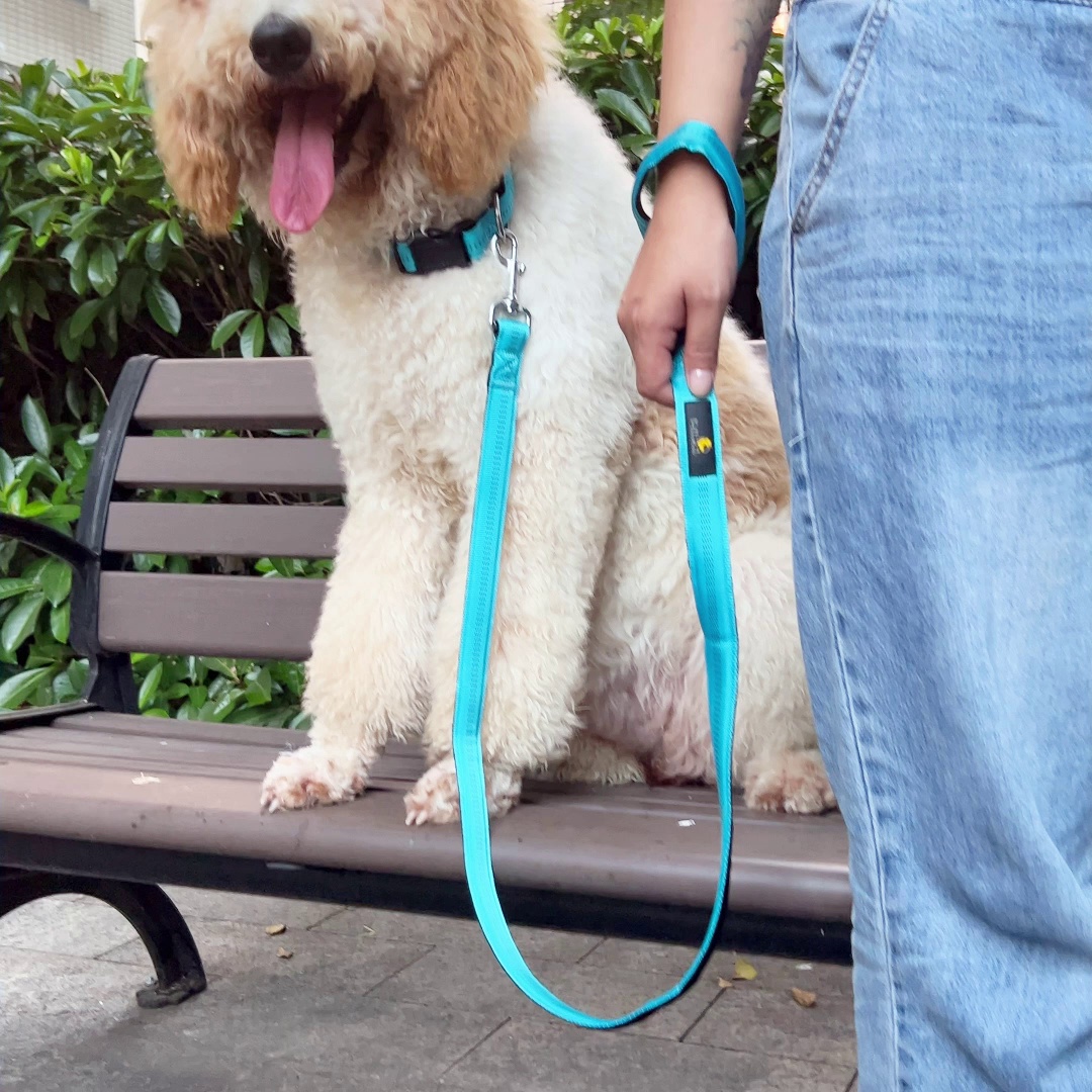 狗狗出门乱挣？试试这个牵引绳小技巧✨