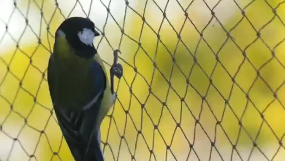 Bird Netting Lowes/tree Bird Net/bird Net 50mm Buy Bird Netting Lowes