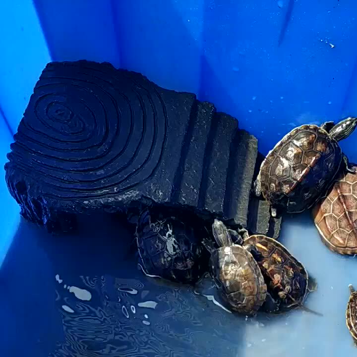 Piattaforma Per Tartarughe Acquatiche Con Ventose - Rampa Per Arrampicata, Verde, 20x21 Cm - Foto 6