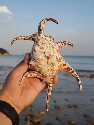 Natural super large conch hexagon water snail shell fish tank landscaping marine biological standard Collection white coral ornaments