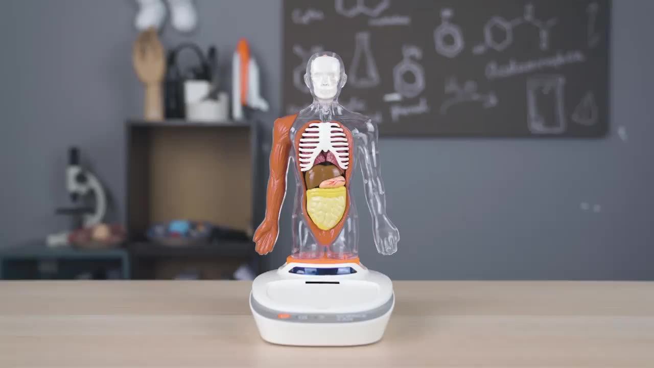 Body Model Anatomy Anatomical Medical Internal Organs For Teaching