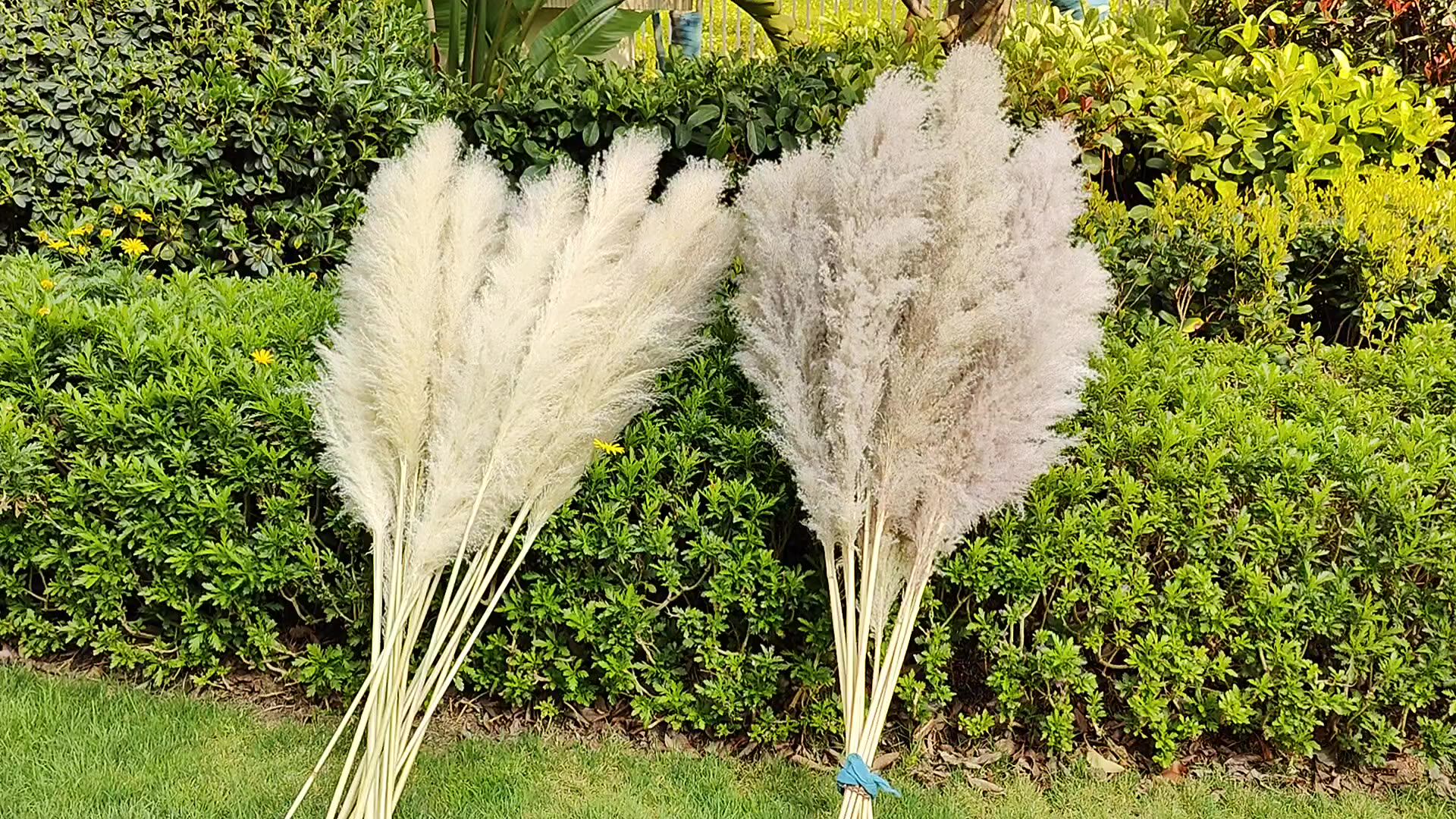 Wholesale High Quality Pampas Grass Wedding Home Decoration Natural Pampas Grass Fluffy Reed