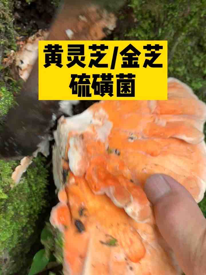 Sulfur fungus Wild Changbai Mountain Yellow Ganoderma Lucidum Jinzhi Dried Products 250g Changbai Mountain Wild Ganoderma Lucidum