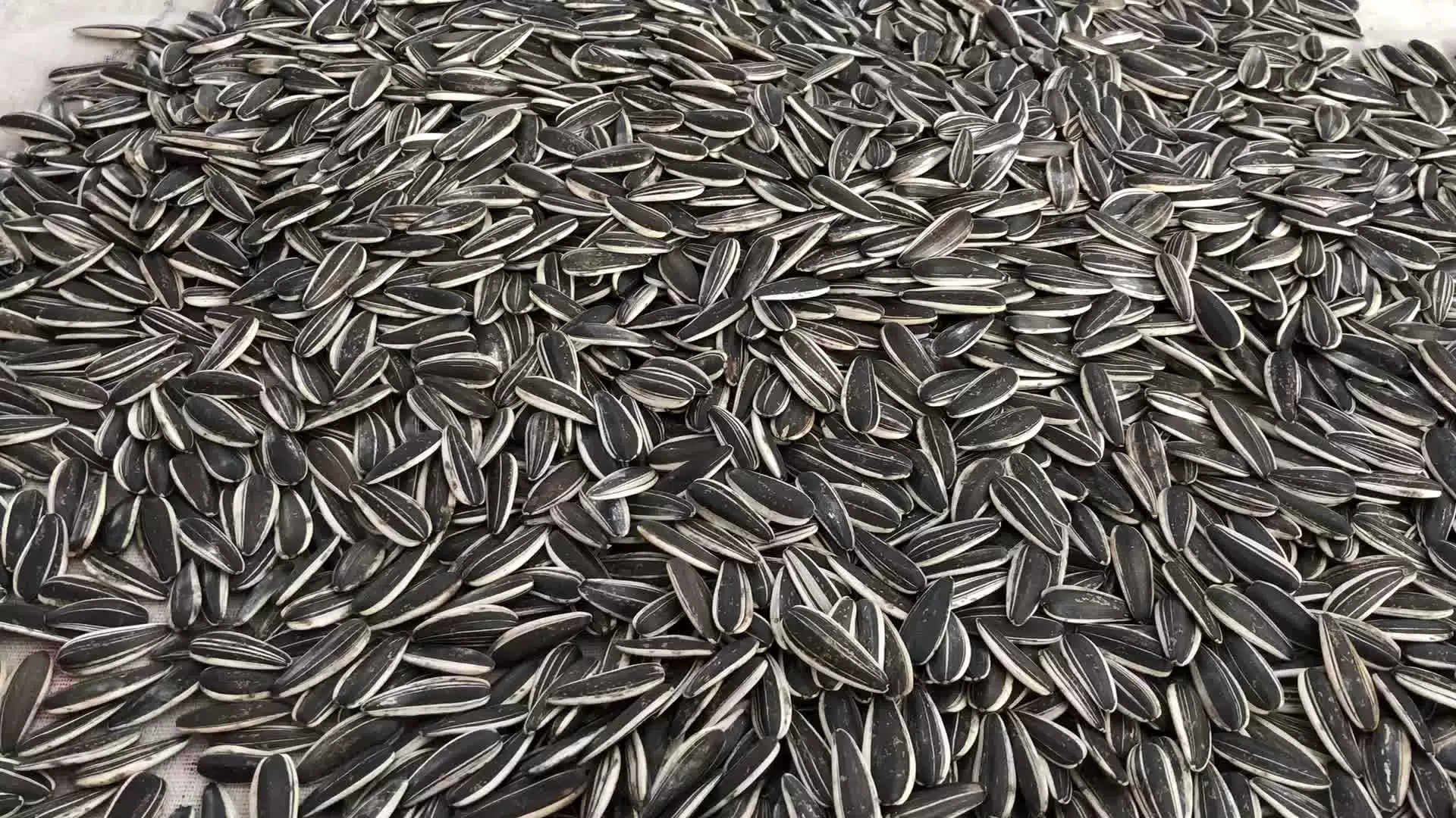 самые крупные семечки подсолнуха. семечки крупные. семена подсолнечника сбт siberia. семечки черные. масленичные семена подсолнечника.