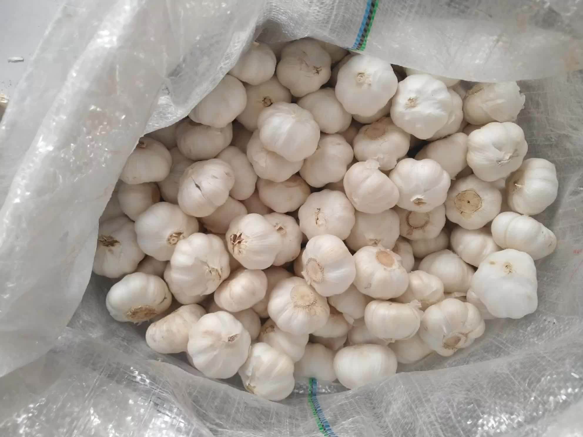 En Línea Al Por Mayor Chino Fresco Ajo Blanco Normal 5,0 Cm Tamaño