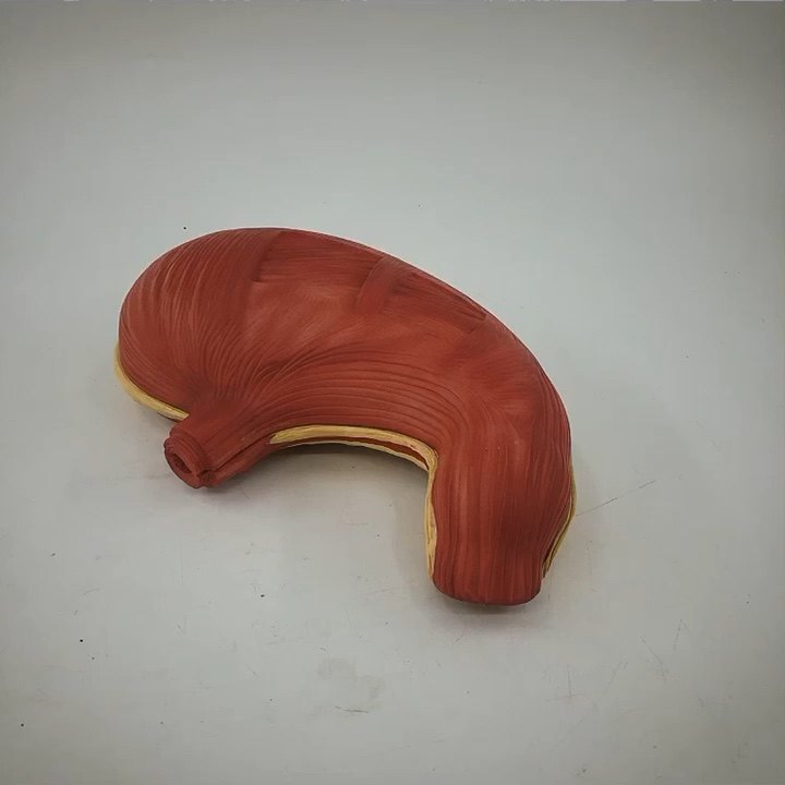 Pvc Anatomical Human Stomach Model For Teaching Model Buy Anatomy