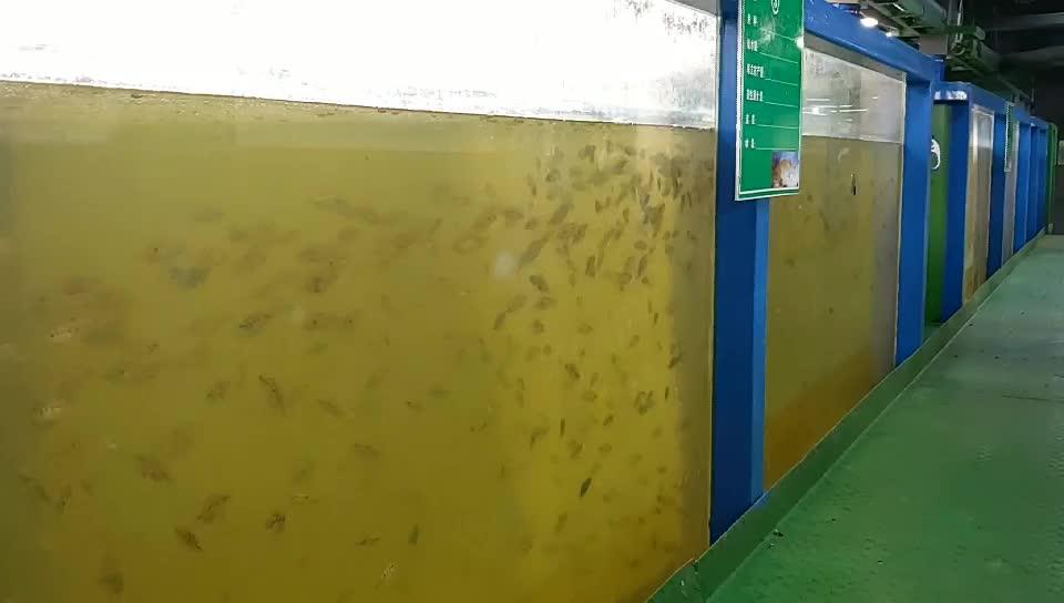 Indoor Fish Farm / Intelligent Circulating Water Aquaculture Monitoring