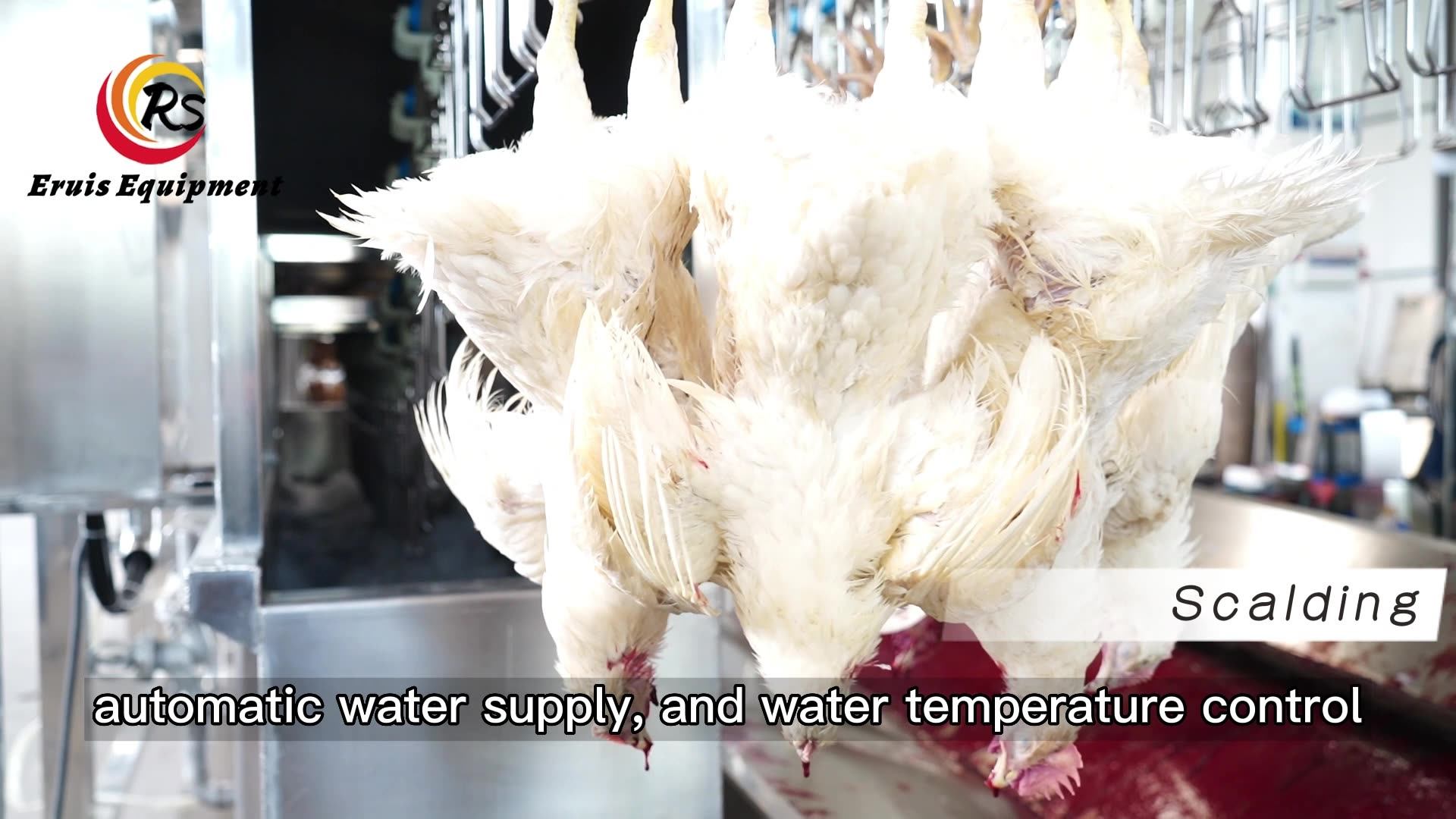 1000bph Slaughterhouse Butchery Equipment Set Slaughtering Equipment