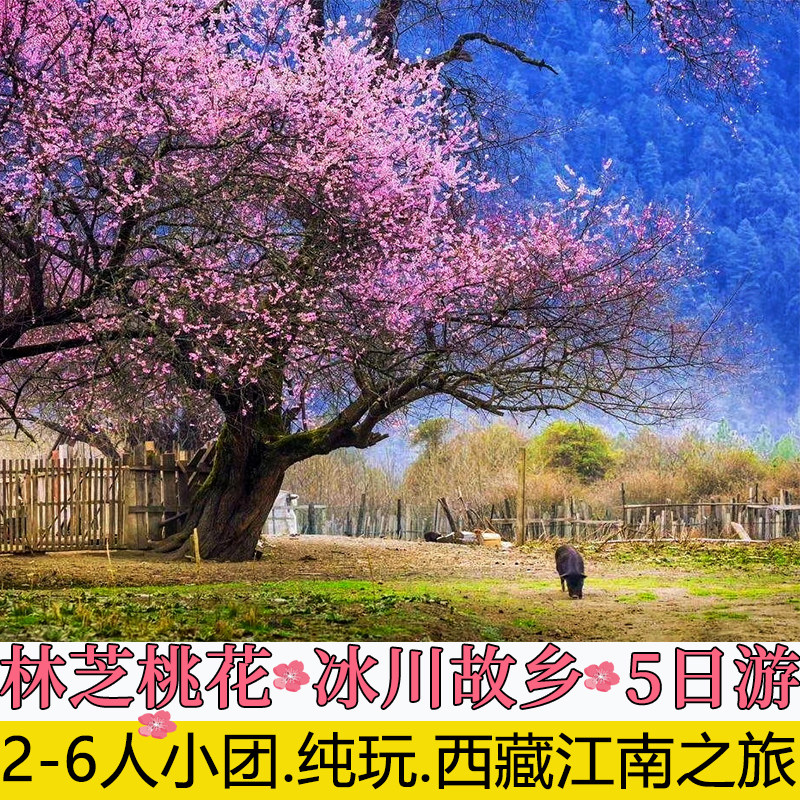 Tibet Linzhi Peach Blossom Festival Peach Blossom Valley Sichuan-Tibet Highway Suosong Village Ranwu Lake Laigu Glacier Basongcuo 5th