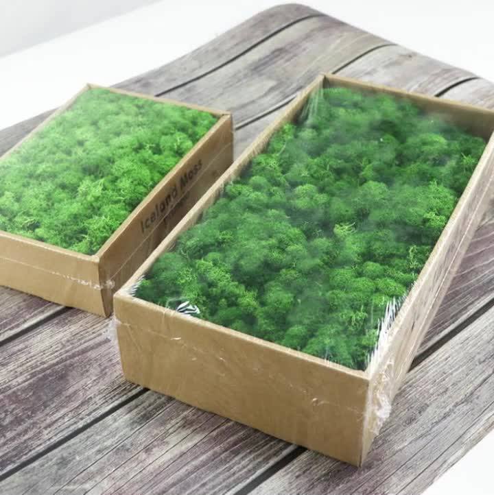 Fcr901 Wholesale Aquarium Moss Stabilized Artificial Moss Wall