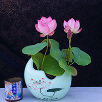 家养莲花小天地