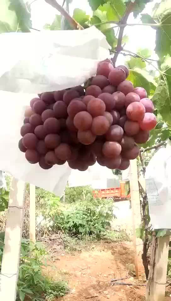 Chinese Yunnan Fresh Grape Sweet Grapes Fresh Grape Fruit Buy Fresh