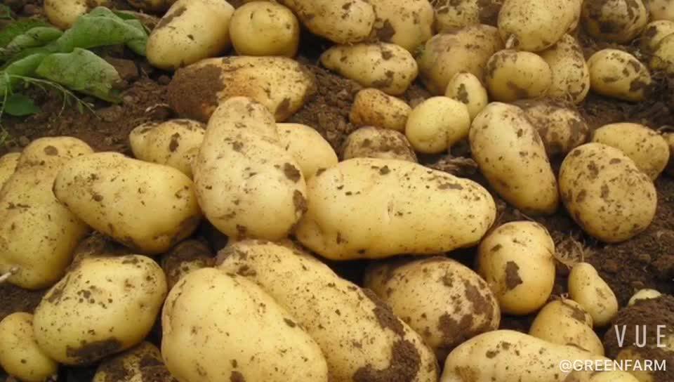 Картофель сорт ирбитский. Картофель семенной лисана. Картофель blue congo. Картофель дива. Семена картофеля киви.