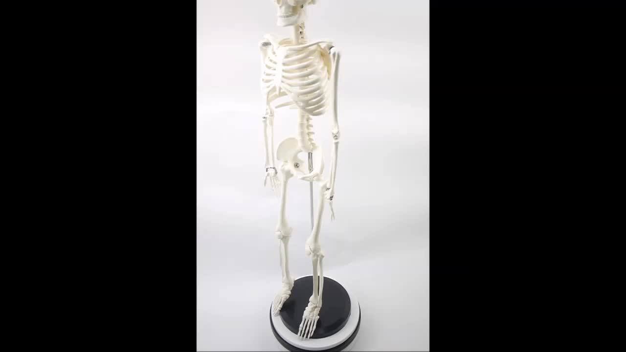 Human Anatomical Model,Anatomy Demonstration Model Buy Human