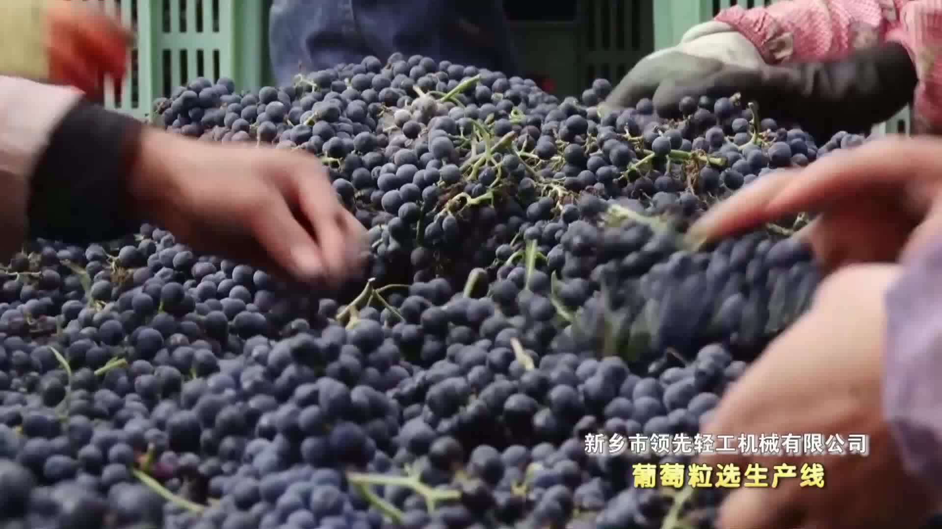 Industrial Grape Crusher For Wine Making 25t/h Crushing Machines Of