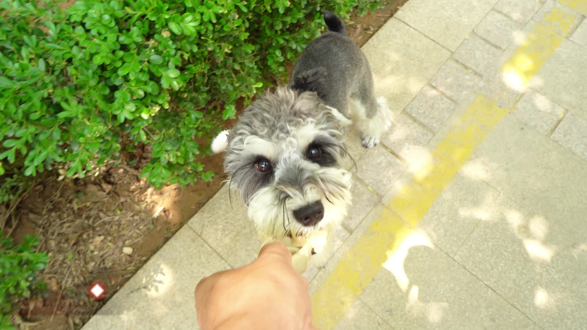 Oem/odm Dog Food Factory Wholesale Popular Bone Shape Natural Clean Teeth Chew Pet Treat Dog