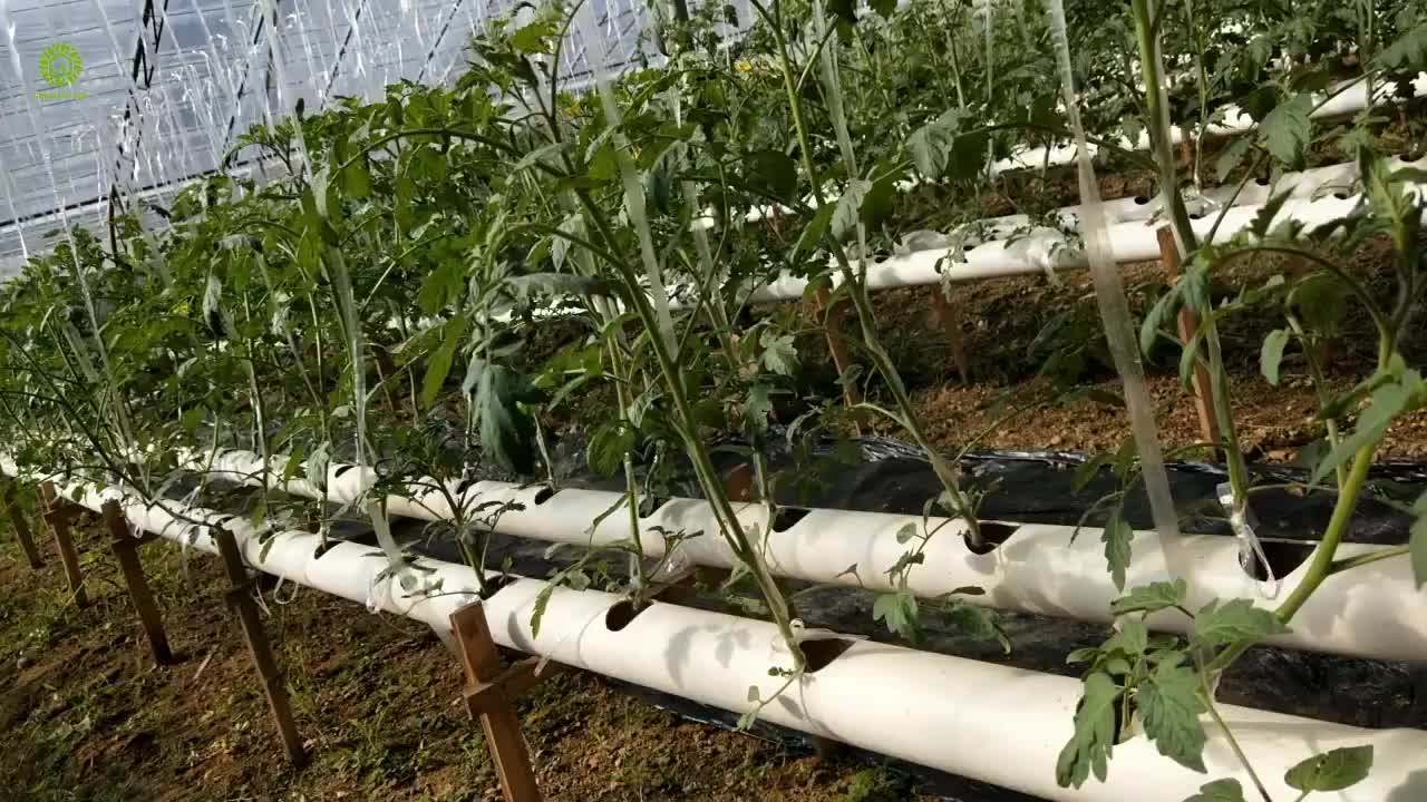 Commercial Vertical Nft Tomato Hydroponic System For Sale Buy