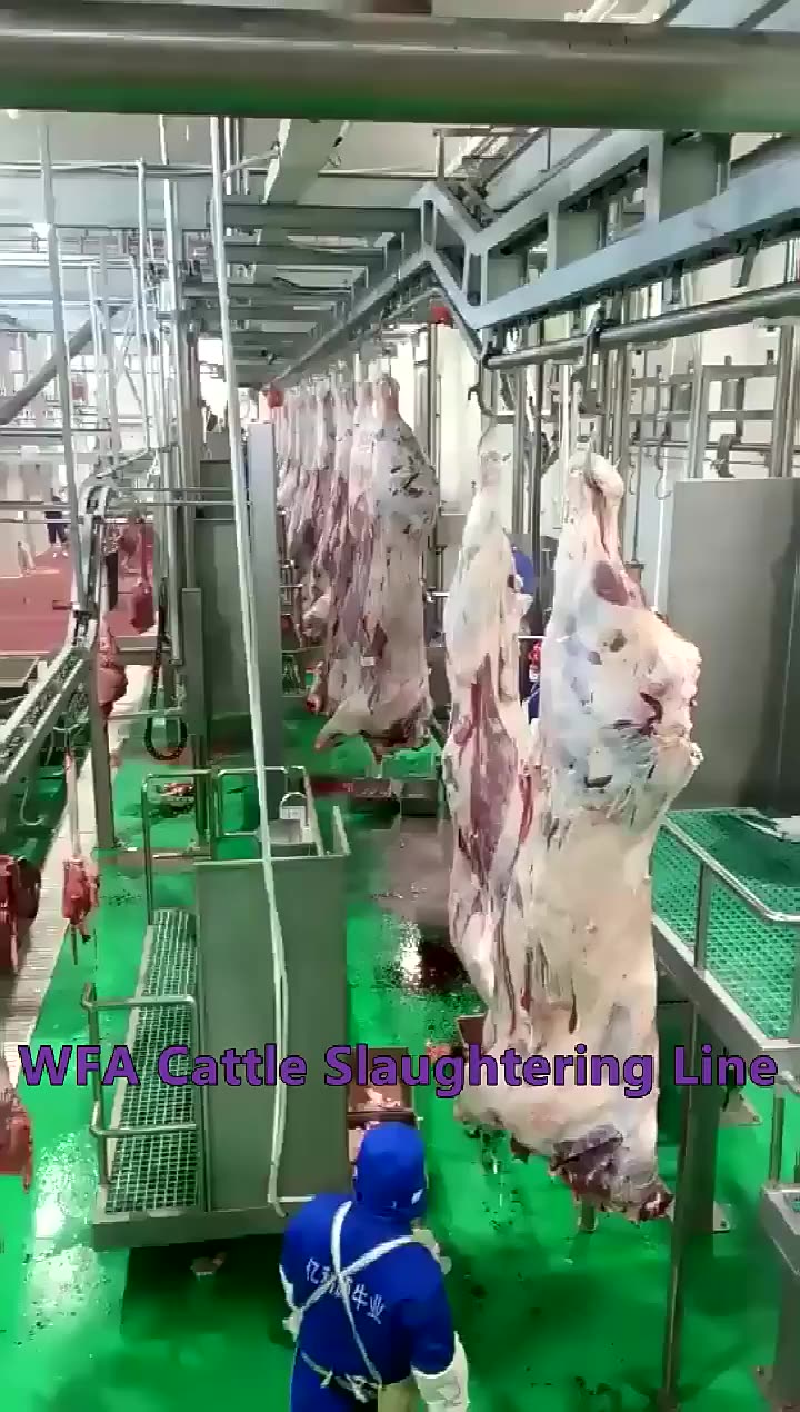 Large Slaughterhouse Complete 250 Cattle Per Hour Halal Meat Processing Humane Cow Abattoir