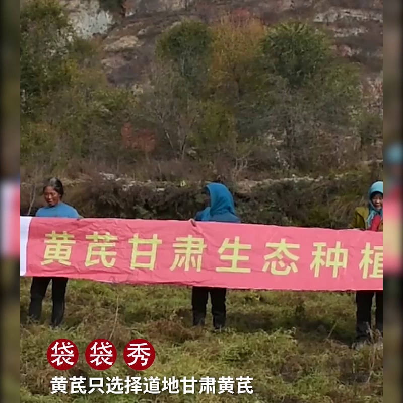 黄芪片喝对了真的会发光✨