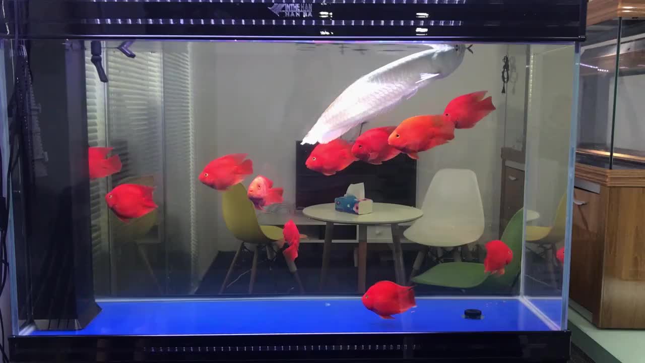 Customized Large Size Aquarium Ultra Clear Glass Panels Buy Fish Tank